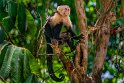 073 Manuel Antonio, kapucijnaap